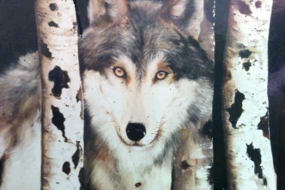 Wolf on Tree Street